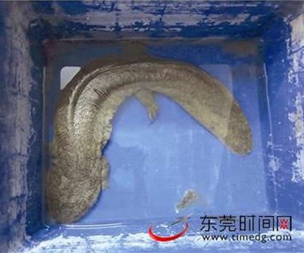 广东东莞市民去水库钓鱼捉到一条娃娃鱼