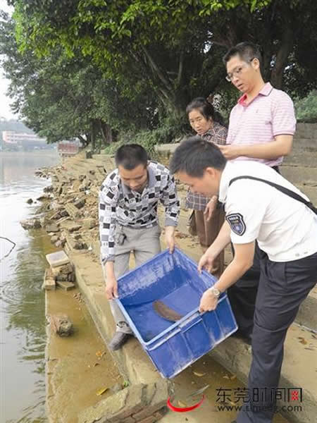 娃娃鱼被渔业部门放生