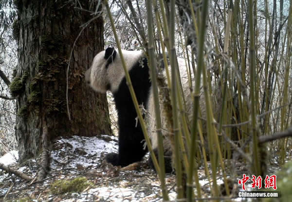 四川九寨沟县再次利用红外线相机拍摄到野生活体大熊猫