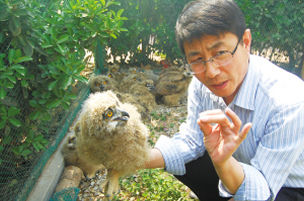 雕鸮幼崽在沧州市野生动物救护中心由职员照顾
