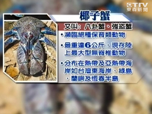 几年前小琉球出现抱卵椰子蟹，保育学者振奋。