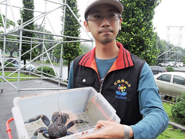 花莲县农业处人员表示，会尽快将这只椰子蟹送到适合的栖地野放。