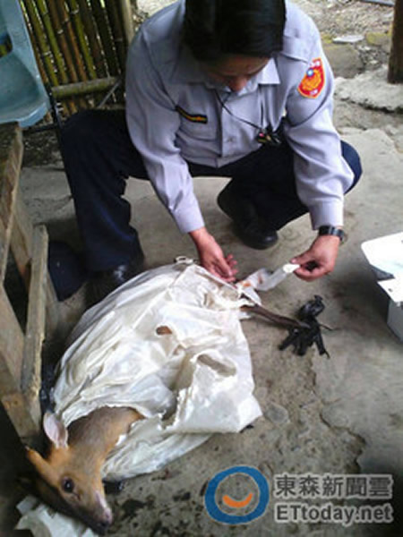 台湾受保护动物山羌被捕兽器夹住伤重死亡
