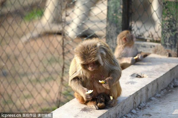 山东济南狝猴园一只母猴难产抱着幼猴尸体不离不弃