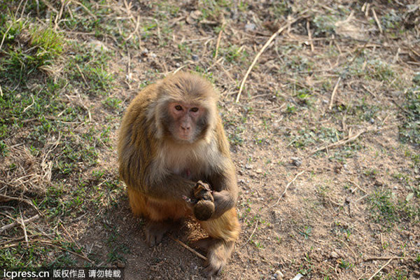 山东济南狝猴园一只母猴难产抱着幼猴尸体不离不弃