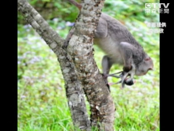 宜兰福山猴妈抱幼猴尸体觅食，游客动容。
