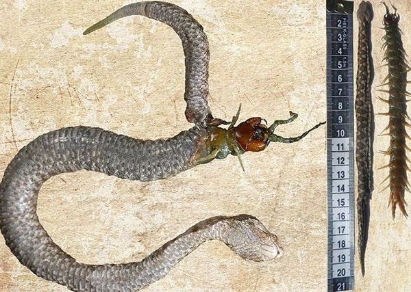 蜈蚣破蝰蛇肚皮而出，两者皆亡(左图)。右图为蝰蛇与蜈蚣身长比较。
