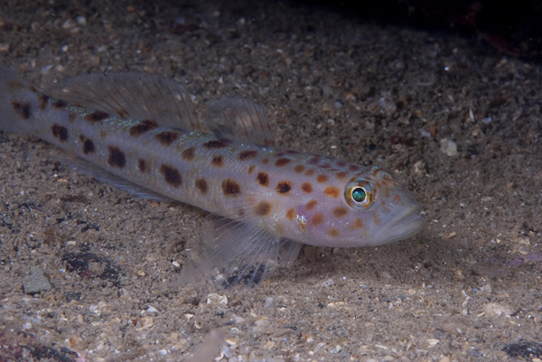 英国德文郡一间水族馆早前成功人工繁殖出豹斑虾虎鱼，相信是其首次的人工繁殖。