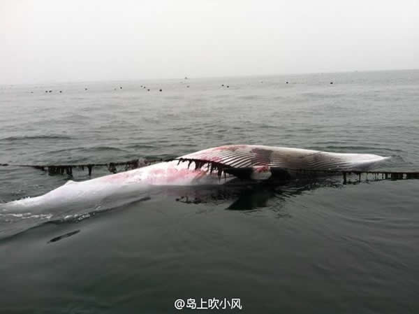 大连长海县大长山岛镇杨家村兹风嘴海域发现身长4米多的鲸尸体