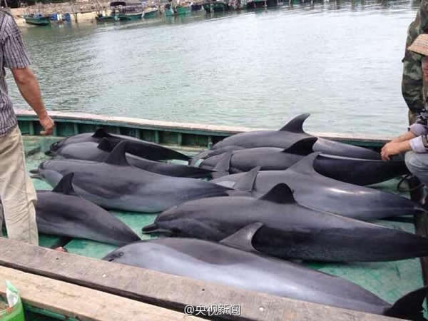 12只海豚在海南文昌铺前镇海边搁浅
