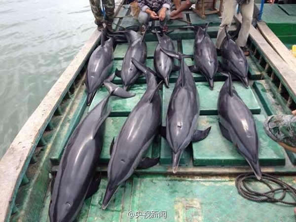 12只海豚在海南文昌铺前镇海边搁浅