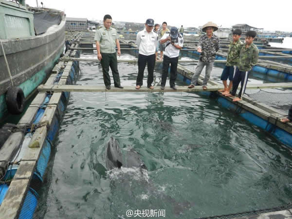 12只海豚在海南文昌铺前镇海边搁浅