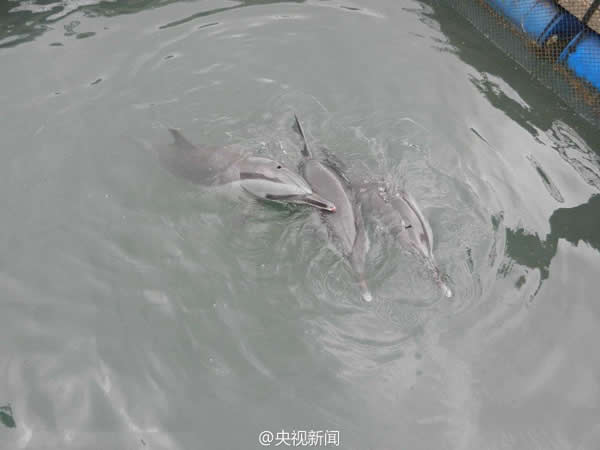 12只海豚在海南文昌铺前镇海边搁浅