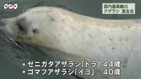 胡麻斑海豹“伊予”