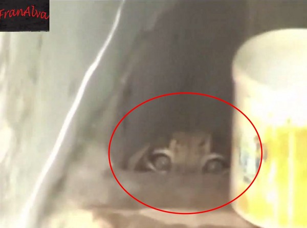 凶猛的野豹卖萌，瞬间变成温柔小猫。