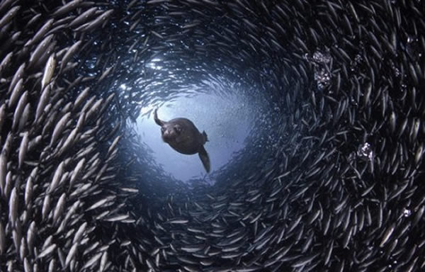 海狮在一个由鱼群组成的隧道中穿行掠食