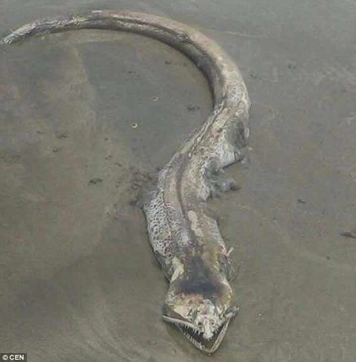 墨西哥泥滩惊现“海怪” 怪鱼尖齿满布眼球转动