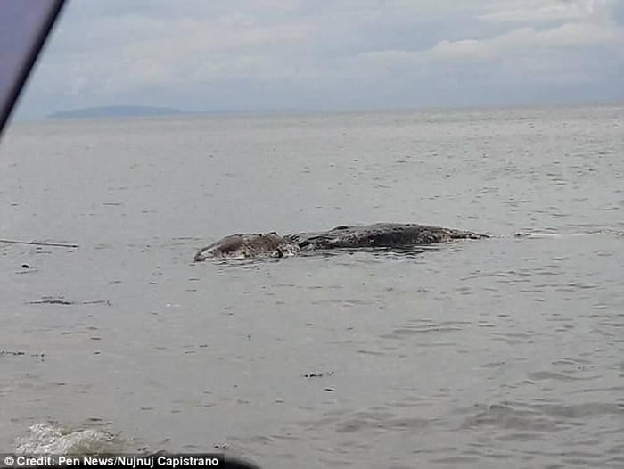 菲律宾雷伊泰岛海滩惊现疑似巨型海怪尸体 当地政府称“没有地方下葬”推回大海