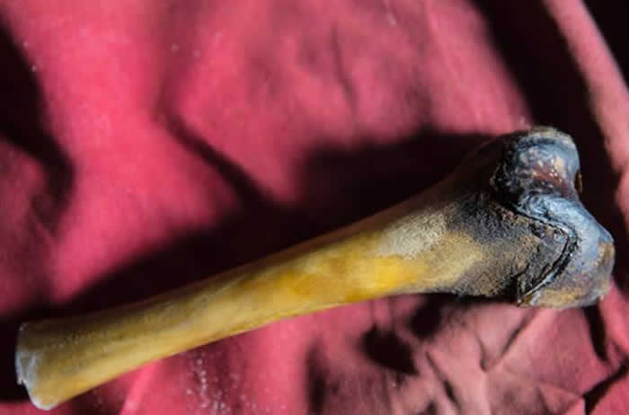 喜马拉雅山雪人是行迹鬼祟的高大半人生物，充满神秘色彩，图为疑似找到的骨骸。