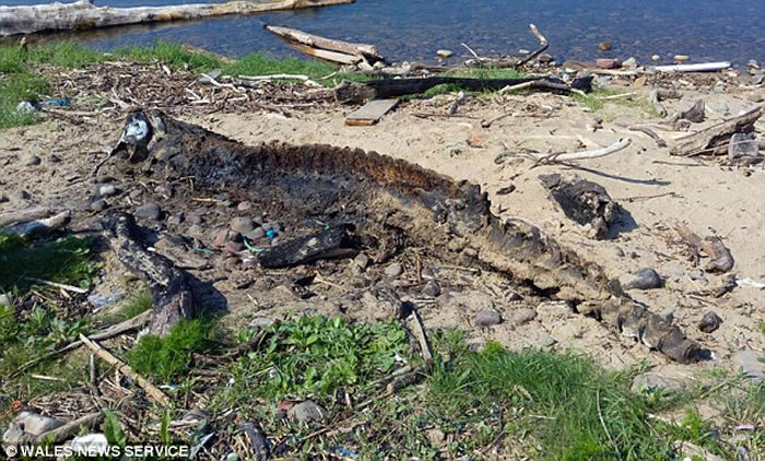 海怪终于死了？英国海滩惊现巨型神秘海洋生物尸体