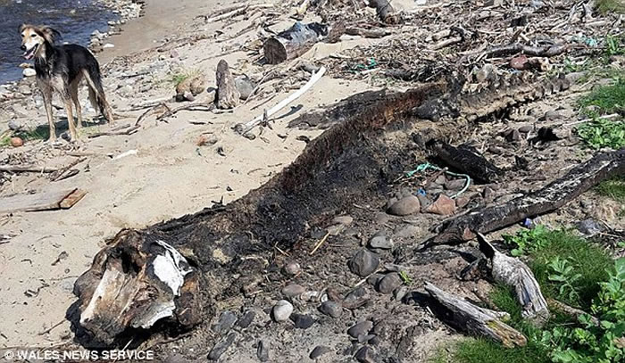 海怪终于死了？英国海滩惊现巨型神秘海洋生物尸体