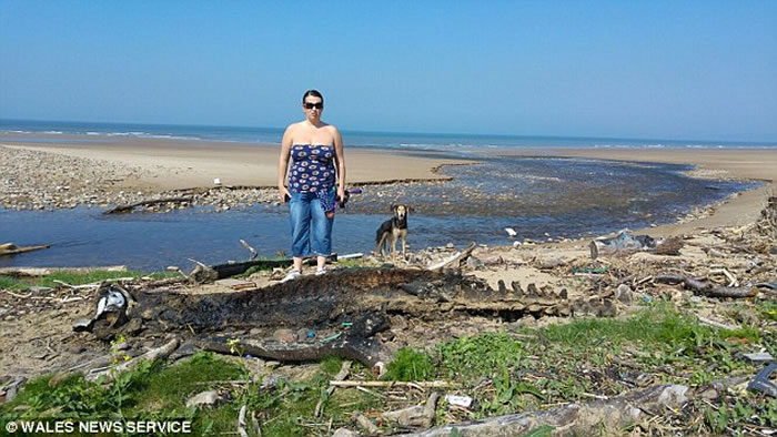 海怪终于死了？英国海滩惊现巨型神秘海洋生物尸体