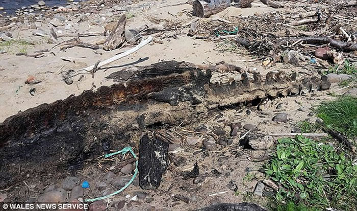 海怪终于死了？英国海滩惊现巨型神秘海洋生物尸体