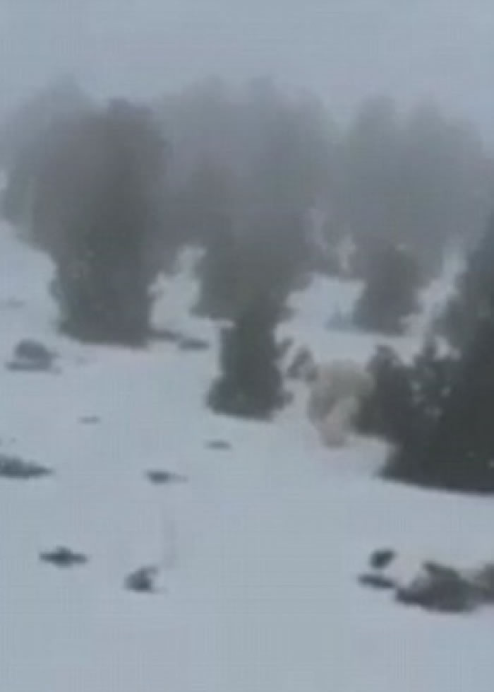 西班牙滑雪圣地出现疑似不明生物“喜马拉雅山雪人”（Yeti） 迅速穿过树林