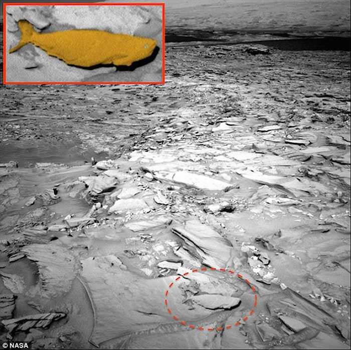 NASA好奇号拍到火星上有条化石大鱼？