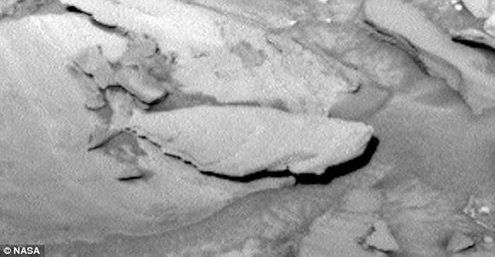NASA好奇号拍到火星上有条化石大鱼？