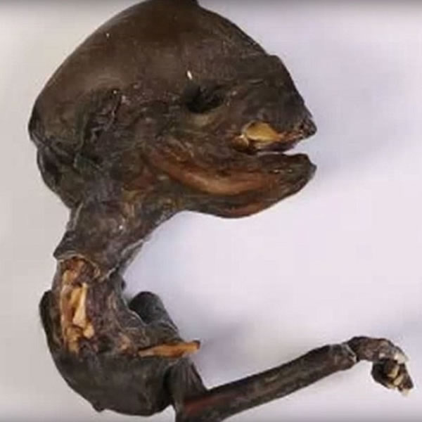 俄罗斯发现拇指大不明生物尸体 再掀外星生物疑云