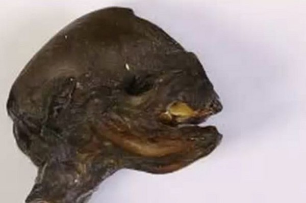 俄罗斯圣彼德堡科威瑟河河岸核电厂附近发现不明生物遗骸