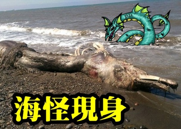 “海怪”有一个长型嘴喙