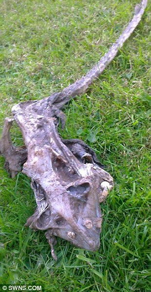英国海滩发现不明生物骨骼残骸