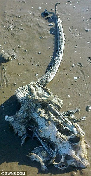 英国海滩发现不明生物骨骼残骸