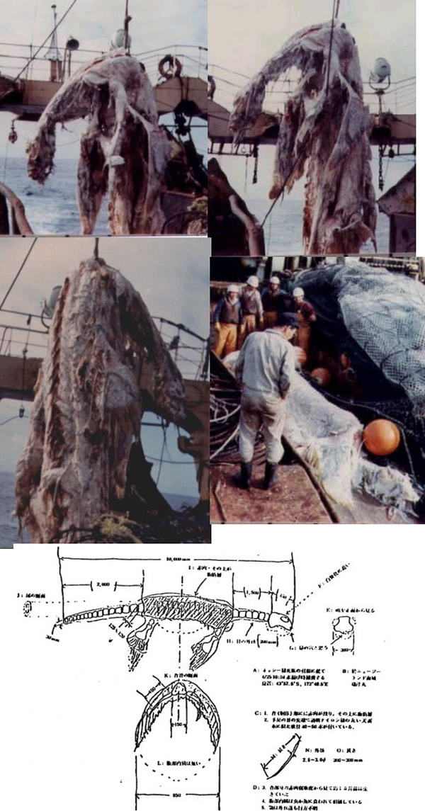 水怪专题之——1977年日本“瑞弹丸”号打捞出太平洋怪兽尸体
