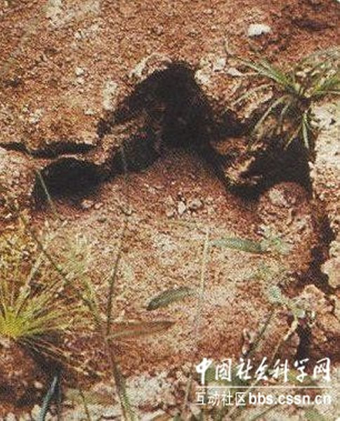 疑似Mokele Mbembe的脚印