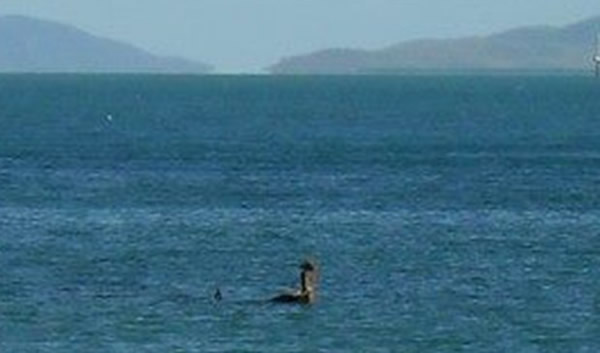 澳大利亚昆士兰州北部磁岛海面出现海怪？
