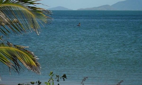 澳大利亚昆士兰州北部磁岛海面出现海怪？