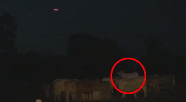 UFO光临英国牧场，一头牛被凌空拉起