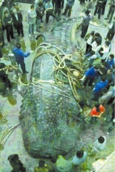 网传在新疆喀纳斯湖三道湾打捞出一只湖怪