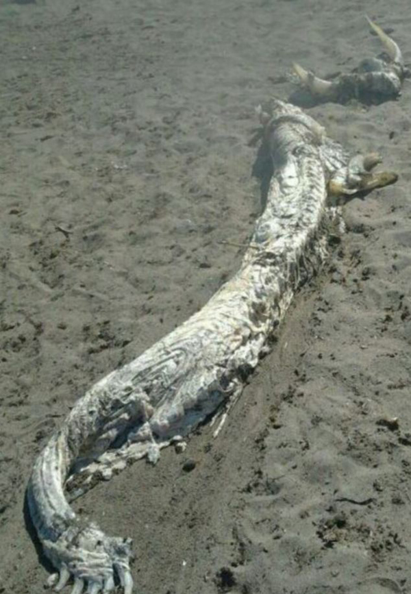 西班牙海滩惊现4米长“海怪”尸体