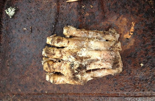 美国树林中发现神秘腐烂大脚掌