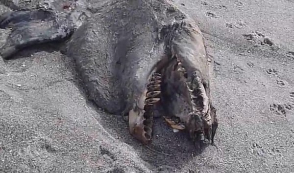 在纽西兰海滩发现的神秘生物，据猜测可能是未知海怪或虎鲸。