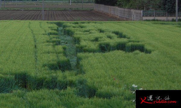 意大利麦田怪圈