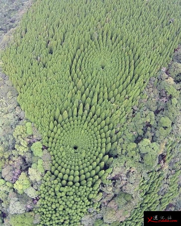 森林怪圈