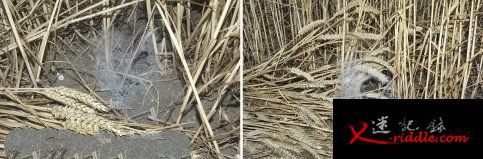 子显微镜扫描在麦田圈中发现的网丝状材料