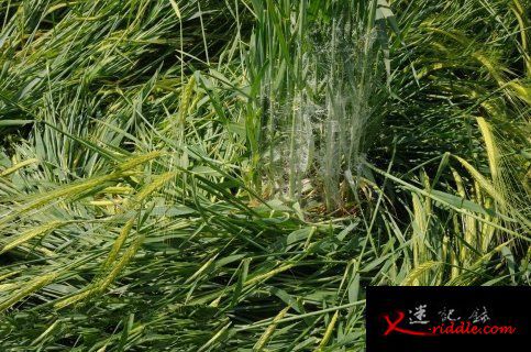 子显微镜扫描在麦田圈中发现的网丝状材料