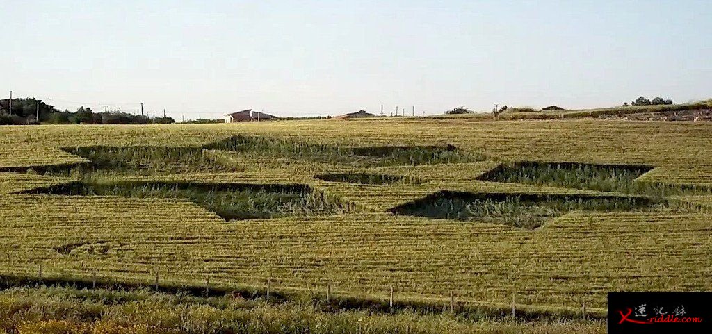 5月5日意大利麦田怪圈