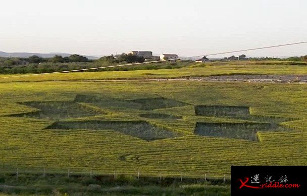 意大利麦田怪圈